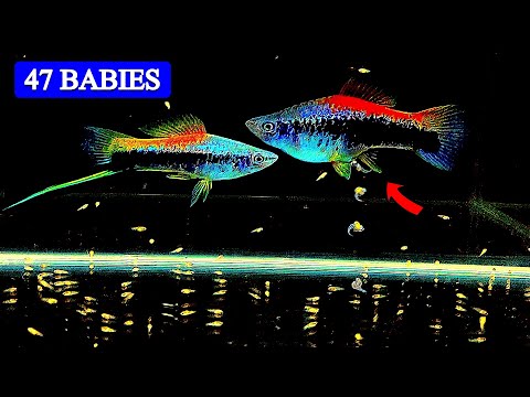 Видео: Удивительно! Такседо Меченосец рожает 47 детей | Xiphophorus Hellerii | ФФБ