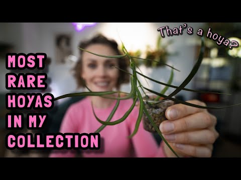 Видео: САМЫЕ РЕДКИЕ И НЕОБЫЧНЫЕ ХОЙИ В МОЕЙ КОЛЛЕКЦИИ