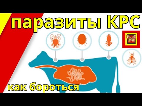 Видео: глисты паразиты у КРС в чем опасность как бороться