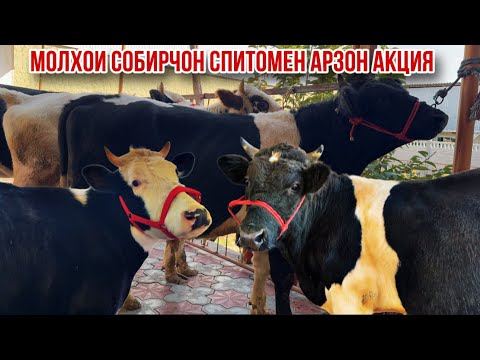 Видео: Молхои Собирчон Спитомен гуночини шири бука барои бони арзон 19 октября 2025 г.