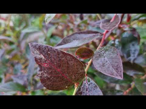 Видео: Какие сорта голубики заложили плодовые почки?