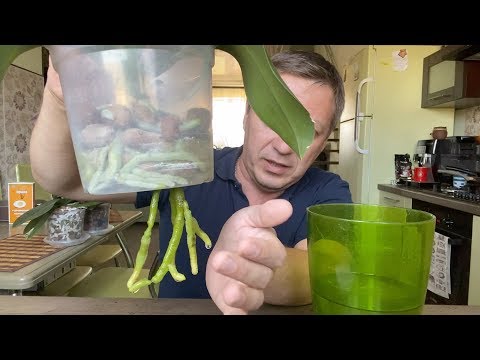 Видео: ОРХИДЕЯ БЫЛА БЕЗ КОРНЕЙ наращивание корней орхидеи с НУЛЯ до начала цветения за 11 месяцев