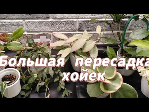 Видео: БОЛЬШАЯ ПЕРЕСАДКА ХОЙЕК