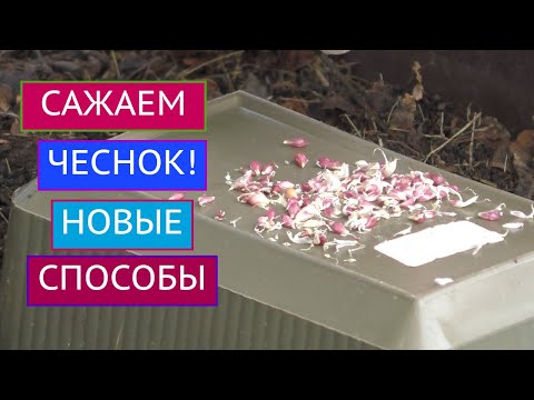 Видео: САЖАЕМ ЧЕСНОК БУЛЬБОЧКАМИ И ДРУГИМИ СПОСОБАМИ!