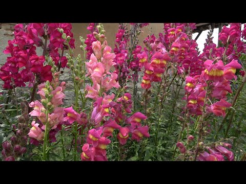 Видео: Епизод 68. Безразсадно отглеждане на домати. Състояние на зеленчуковата градина към 1-ви юни.