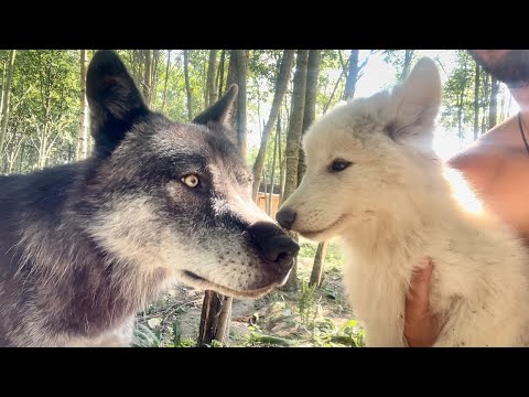 Видео: Ужасные кадры,Тайга одним укусом чуть не убила малыша! Волк Акела делится пищей с Гибридом Умкой.