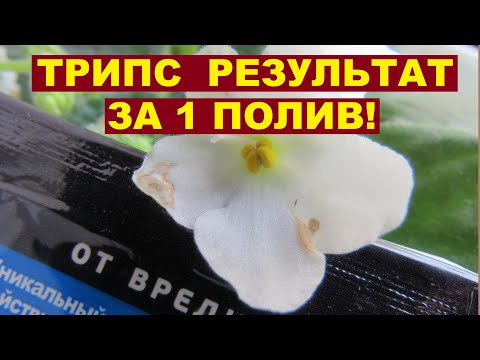 Видео: ТРИПСЫ НА ФИАЛКАХ! БОРЬБА С ТРИПСОМ МГНОВЕННО!