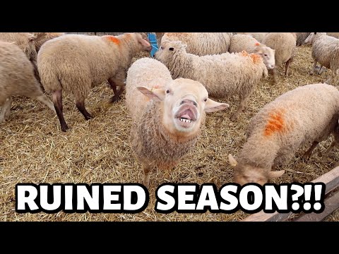 Видео: Думаю, я РАЗРУШИЛ наши планы на ВЕСЕННЮЮ КОЛЯСКУ 2026 ГОДА...