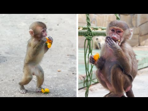 Видео: У Мани и Тоси НОВЫЙ ДОМ! И новые соседи! Привезли им КИТАЙСКИЙ ФИНИК - девчонки заценили угощение!