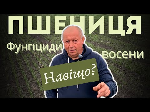 Видео: Пшениця | Фунгіциди восени...