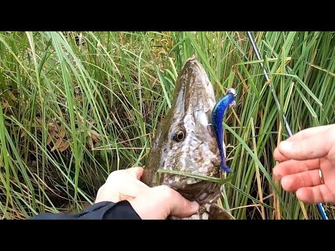 Видео: Щука в осени. Спінінг на Обвідному каналі.