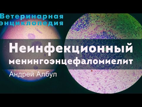 Видео: Неинфекционный менингоэнцефаломиелит у крупных пород собак