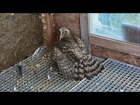 Видео: андижанские голуби, хищник залетел в голубятню. 07.09.2024