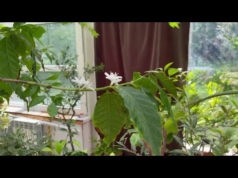 Видео: Кофейное дерево, простой уход. #9