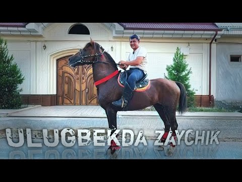 Видео: ULOGI KAFOLATLI OT SOTILADI..УЛОКЧИ ОТ УЛУГБЕКДА..продаю лошады.