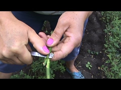 Видео: 🌹Летняя Окулировка Роз. Summer budding roses