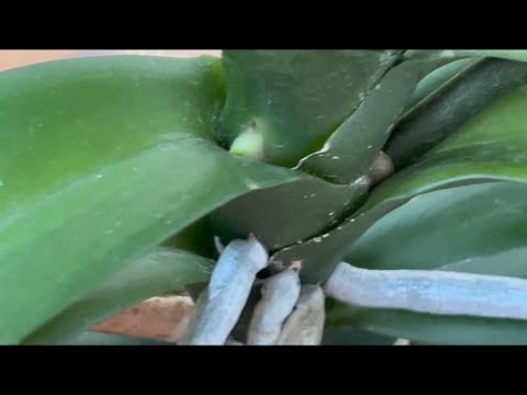 Видео: ДОЛГОЖДАННЫЕ  ЦВЕТОНОСЫ🌸🦋 ВЫРОСЛИ РИНХОСТИЛИСЫ