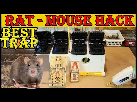 Видео: Лучший хак для мышеловок и крыс
