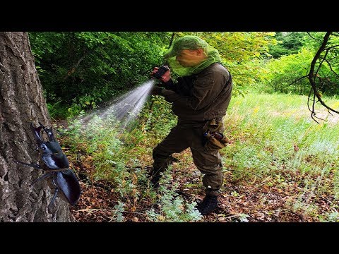 Видео: ЛОГОВО ЖУКА ОЛЕНЯ (deer beetle lair)
