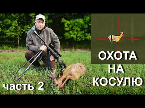 Видео: Охота на косулю в Белоруссии. Ржавый Blaser. Тепловизор iRay .