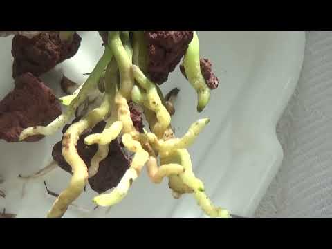 Видео: Выбираем каттлею!!