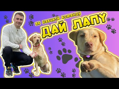Видео: Дай лапу! Як навчити команду Дай лапу? Як навчити собаку давати лапу?