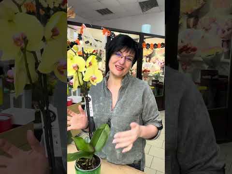 Видео: Догляд та пересадка орхідей. @Rodionova2810