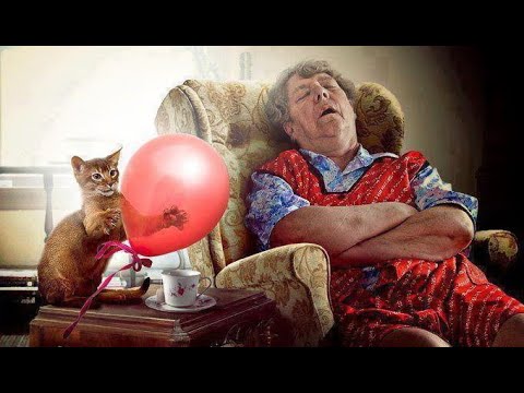 Видео: 😺 Доброе утро через три.. два.. один! 🐈 Видео смешных котов, котят и собак! 😻