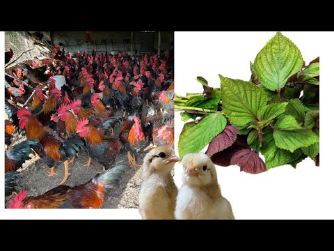 Видео: Выращивание кур для получения мяса и яиц. Как лечить болезни кур с помощью трав.