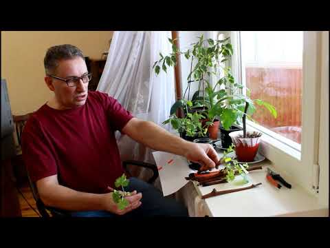 Видео: Укоренение черенков  Секреты виноградарей .
