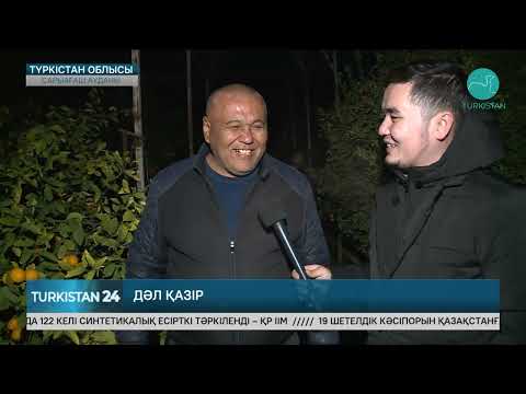 Видео: Дәл қазір Түркістанда: Сарыағаш ауданында лимон өседі