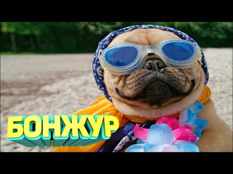 Видео: ЛУЧШИЕ ПРИКОЛЫ 2024 угар до слез тест на психику мемы смешные видео попробуй не засмеяться coub #29