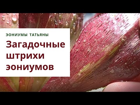 Видео: 28. Загадочные штрихи. Виды эониумов