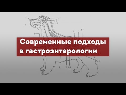 Видео: Гастроэнтерология. Современные подходы. Гастроскопия.
