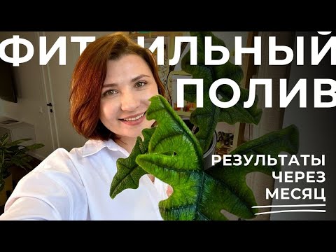 Видео: Алоказии и Нефролепис на фитильном поливе • Результаты через месяц наблюдения