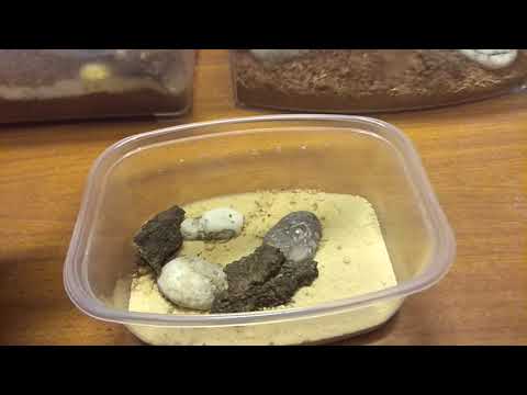 Видео: Моя коллекция скорпионов