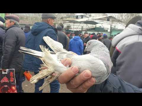 Видео: Сөзсүз көргүлө!  КЕПТЕР багуу БИЗНЕСПИ же ХОББИБИ?