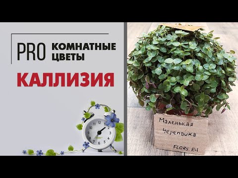 Видео: Каллизия - почвопокровное растение для подсадки к крупномерам