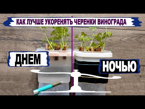 Видео: 🍇 Укоренил ЧЕРЕНКИ ВИНОГРАДА в ТЕМНОТЕ и на СВЕТУ. Где лучше укореняются?