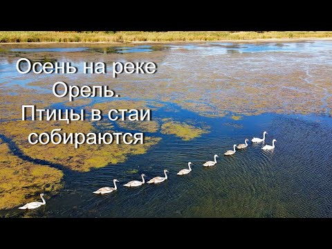 Видео: Осень на реке Орель. Птицы в стаи собираются...