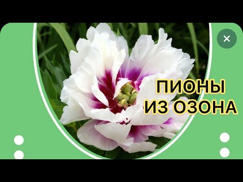 Видео: Пионы из Озона