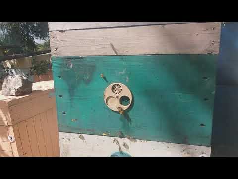 Видео: медоносы августа и сентября - золотарник