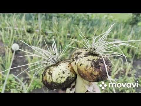 Видео: Выбираем лук и чеснок #Рокамболь#дела #домашние