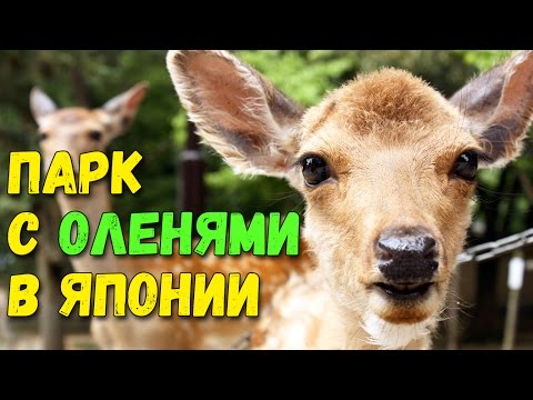 Видео: Парк с ручными оленями в Нара. Город оленей в Японии