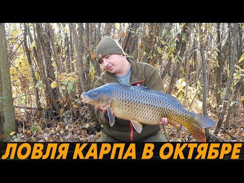 Видео: ЛОВЛЯ КАРПА ПОЗДНЕЙ ОСЕНЬЮ. ПРИКОРМКА  и НАСАДКИ по холодной воде?! Высокополье