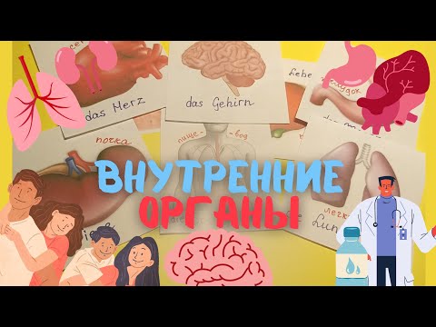 Видео: ВНУТРЕННИЕ ОРГАНЫ - НА НЕМЕЦКОМ #deutsch #video #lernen #organs