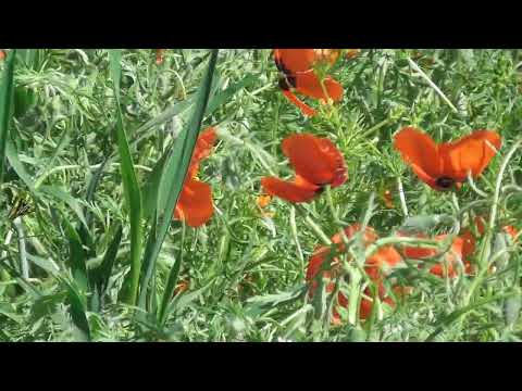 Видео: Весна