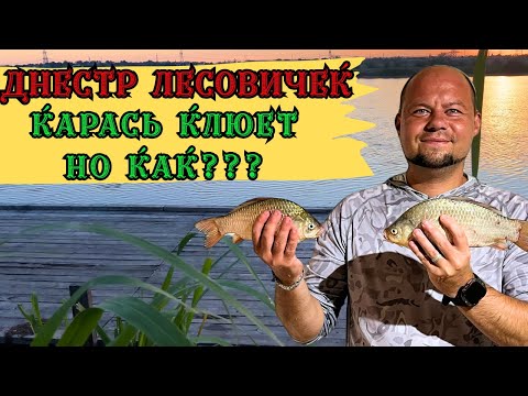 Видео: Днестр Лесовичек. Карась клюет но как?#fishing #рыбалка #днестр 