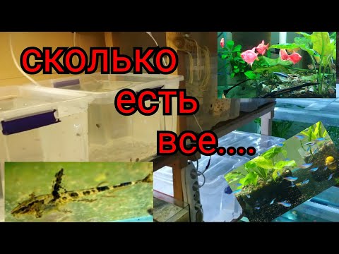 Видео: Неоны, Лорикарии, Тернеции личинка,мальки,подростки