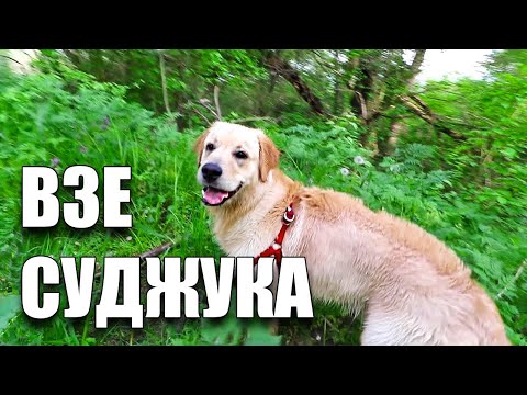 Видео: Кучето ми Открадна на Дядо Суджука!